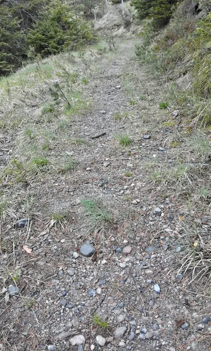 木々の間の細い遊歩道